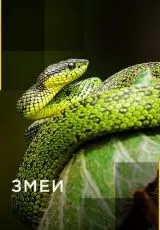 Змеи