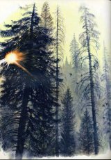 В тайге Западной Сибири