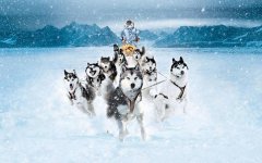 Собаки - ездовые