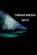 Тайная жизнь акул