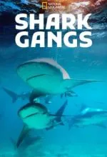 Акульи банды