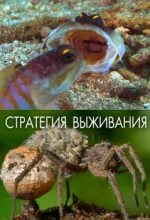 Стратегия выживания