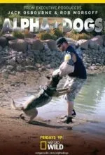 Собаки альфа