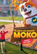 Корги по имени Моко. Новый питомец