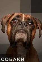 Собаки