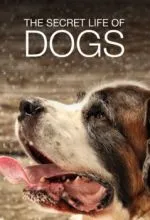 Тайная жизнь собак