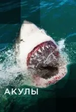Акулы