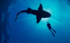 Акулы - сериалы