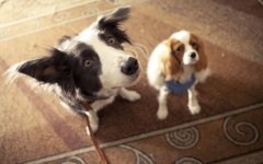 Собаки - сериалы